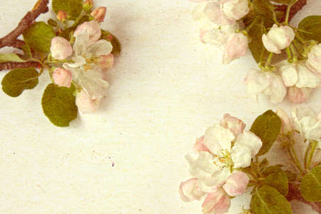 Retro style background with cherry flowersの写真素材