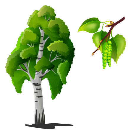 Birch tree isolatedのイラスト素材