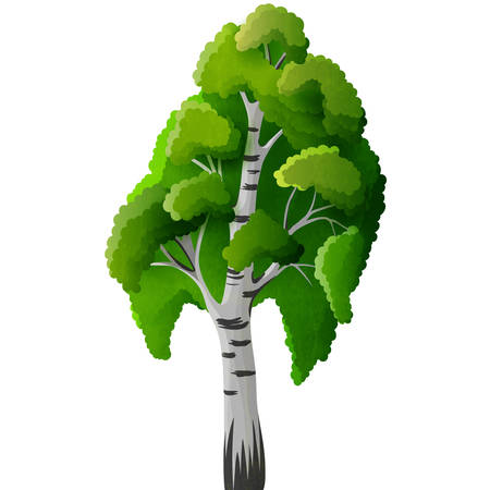 Birch tree isolatedのイラスト素材