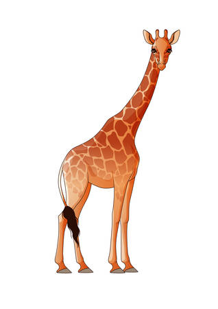 Realistic giraffe isolatedのイラスト素材