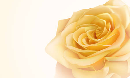 Realistic yellow roseのイラスト素材