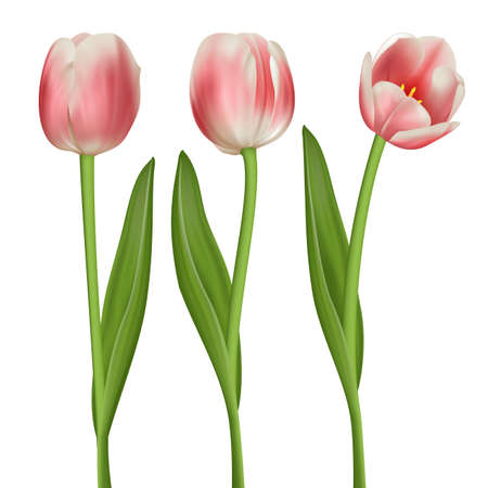 Realistic tulips setのイラスト素材