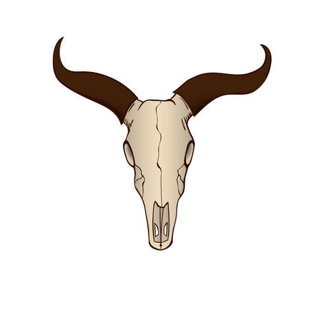 Cow or bull skull isolatedのイラスト素材
