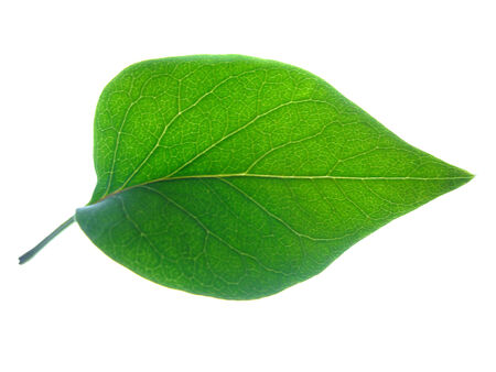 Lilac leaf texture.