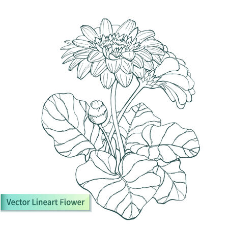 Vector hand drawn gerbera. Lineart floral element for your designのイラスト素材
