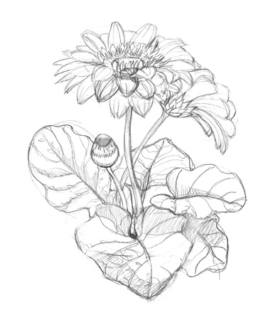Pencil sketch of gerbera flower.の写真素材