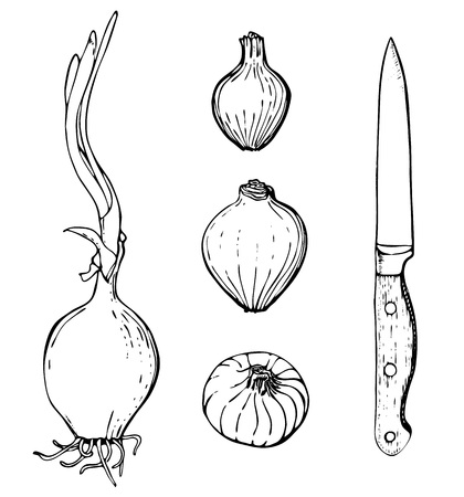 Vector hand drawn set of objects. Onions and knife.のイラスト素材