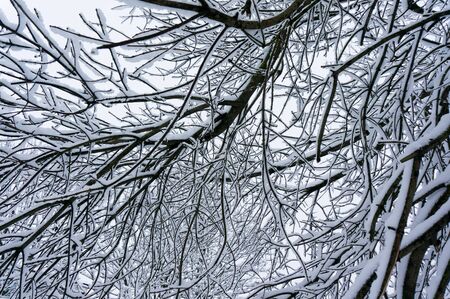 Fabulous winter sky background with tree branchesの写真素材