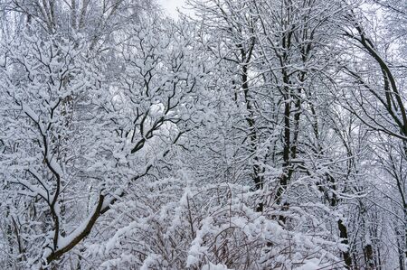 Faifytale winter background with tree branchesの写真素材