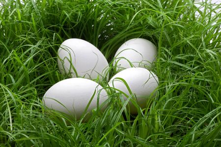 four white eggs in the fresh green grassの写真素材