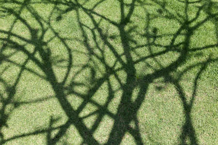 Abstract shadow of tree on ground.の写真素材