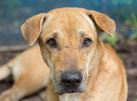 Tradition thai dog.の写真素材