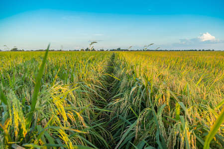 Beautiful rice field in Thailand.の写真素材