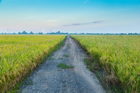 Beautiful rice field in Thailand.の写真素材