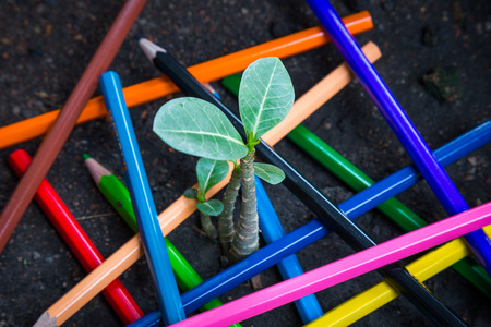 abstract small tree around by colors pencil.の写真素材