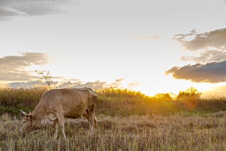 Buffalo and cow in the fieldの写真素材