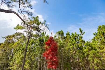 Phukradung national park landscape, famous nature travelling in Loey province of Thailandの写真素材
