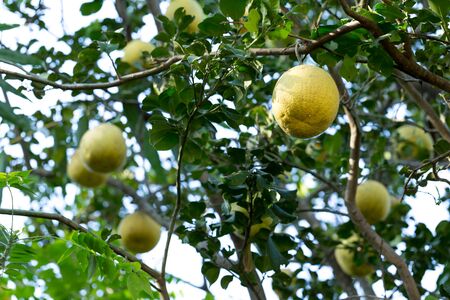 Yellow grape fruit on a tree in the farm