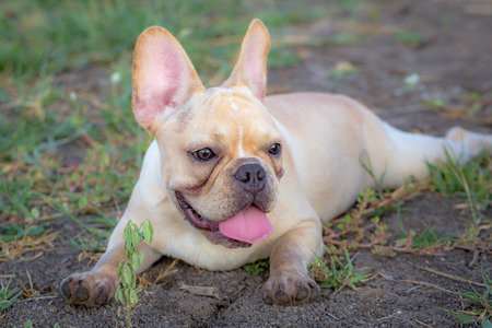 Young french bulldog is sleeping, playing on the ground.の写真素材