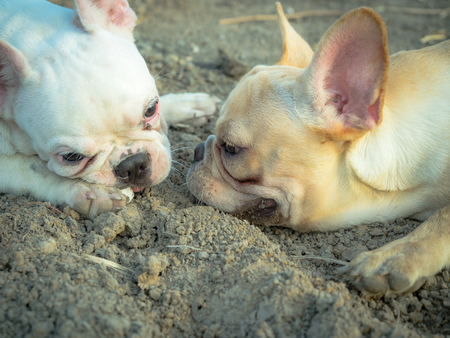 Couple french bulldog lying on the groundの写真素材