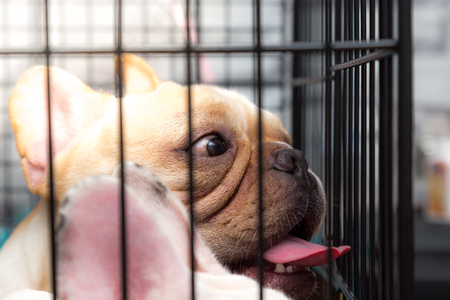 Closed up of french bulldog, lovely pets is playing sleeping in the houseの写真素材
