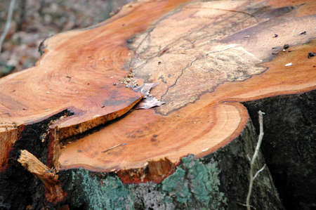 tree-stump