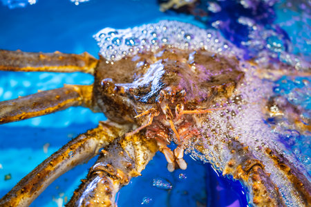alive fresh king crab in a water tankの写真素材