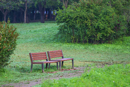 Trees and bench chairs on a park walkwayの写真素材