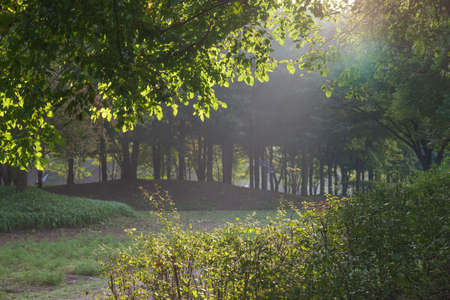Park walkway path with sunlight shining through tree branchesの写真素材