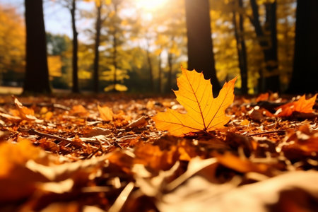 fallen leaves in autumn forest at sunny weather.の素材