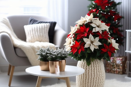 Beautiful poinsettia and gift box on white table in stylish living room interior. Traditional Christmas flower. generative AI.の素材