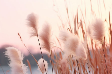 Soft gently wind grass flowers in aesthetic nature of early morning misty sky background. Quiet and calm image in minimal zen mood. Spring nature in pastel tone. generative AI.の素材