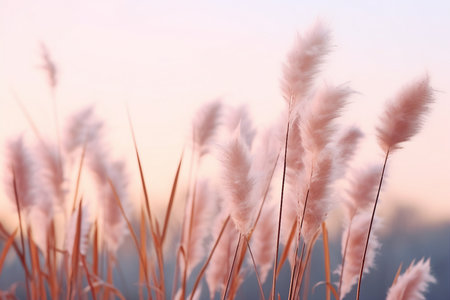 Soft gently wind grass flowers in aesthetic nature of early morning misty sky background. Quiet and calm image in minimal zen mood. Spring nature in pastel tone. generative AI.の素材