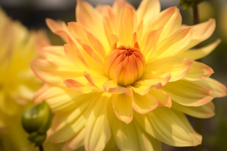 Closeup of bright blooming yellow dahlia flower growing in garden over blurred background on sunny day. generative AI.の素材