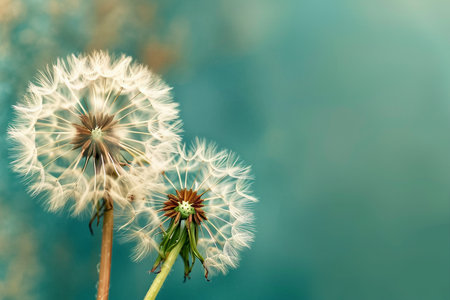 Dandelion vintage background. generative AI.の素材