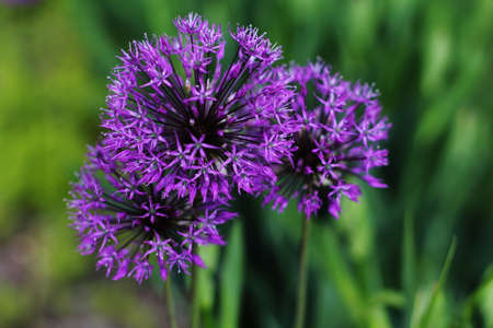 flowerの写真素材