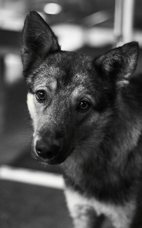 mongrel