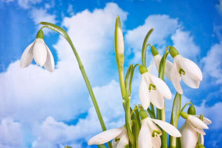 beauty spring white snowdrops nature flower plantの写真素材