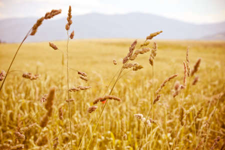 golden cereal straws agriculture nature plant fieldの写真素材