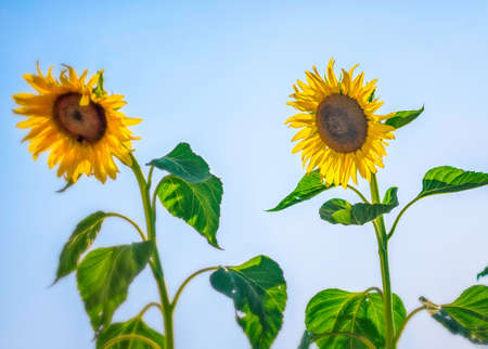 sunflowers blossom agriculture flora at botanical gardenの写真素材