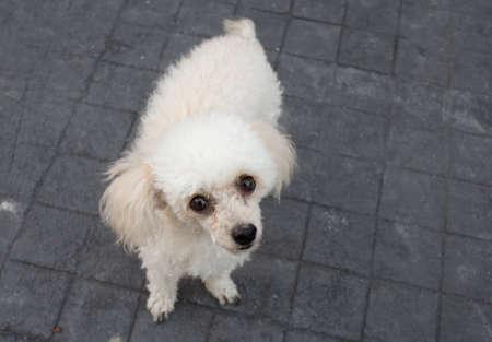 White Poodle dog Looking Upward on the Black Floor