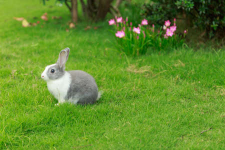 little rabbit run on grassの写真素材