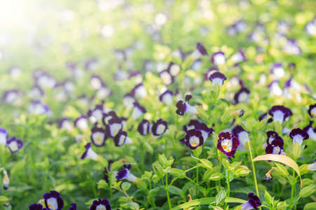 flowers spring seasonの写真素材