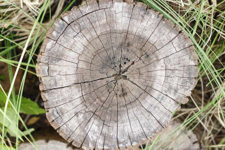 old tree stump