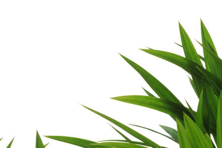 grass foliage on white backgroundの写真素材