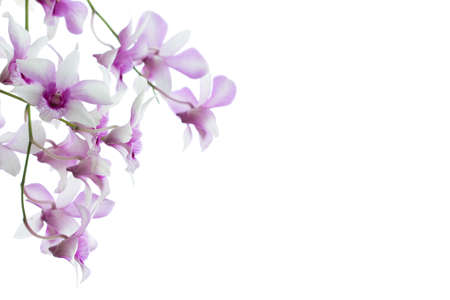 Orchids flower isolated on white backgroundの写真素材