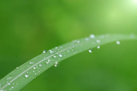 water drop on leaf and sunshineの写真素材