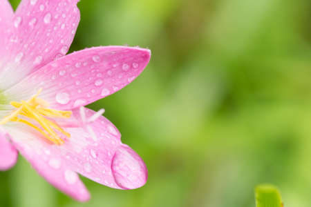 dew drop on flowerの写真素材