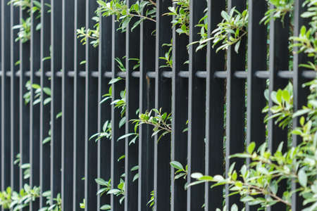 foliage on fence