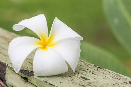 frangipani flower on woodの写真素材